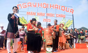 Các đội tham gia thi hái mận tại Ngày hội hái quả mận hậu Mộc Châu năm 2023. Ảnh: Quang Quyết-TTXVN