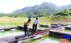 Huyện miền núi xứ Thanh phát triển nghề nuôi cá lồng mặt nước lòng hồ thủy điện
