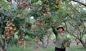 Tìm đầu ra ổn định cho nhãn Sơn Thủy