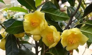 Bảo tồn, phát triển hai loài dược liệu quý ở miền núi Thanh Hóa