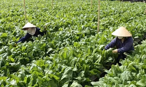 Ứng dụng khoa học trong chuyên canh rau an toàn