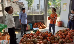 Hợp tác xã Việt Thành, ở ấp Trà Kháo, xã Hòa Ân, huyện Cầu Kè bao tiêu gấc thương phẩm cho bà con ở địa phương. Ảnh: travinh.gov.vn