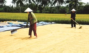 Nhiều hộ nông dân ở xã Vịnh Hưng, huyện Vĩnh Lợi được mùa nhờ tham gia mô hình cánh đồng mẫu lớn. Ảnh: dantocmiennui.vn