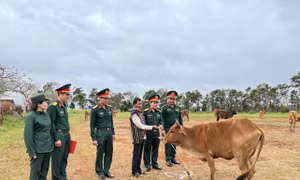 Hỗ trợ bò giống cho hộ nghèo tại Đắk Nông