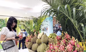 Năm 2025, cơ bản diện tích cây ăn quả đặc sản Tiền Giang sẽ được cấp mã số vùng trồng xuất khẩu