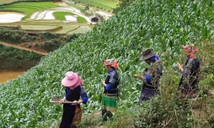 Thay đổi tư duy sản xuất nông nghiệp ở huyện vùng cao Mù Cang Chải