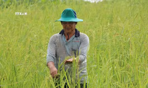 An Giang nghiên cứu 2 giống lúa lai có khả năng nhân rộng trong mùa nước nổi