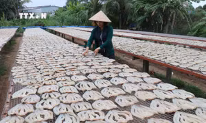Nhộn nhịp làng nghề khô cá lóc phục vụ tết ở Đồng Tháp