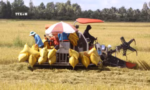 Sóc Trăng xây dựng vùng chuyên canh 72.000 ha