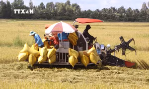Sóc Trăng xây dựng vùng chuyên canh 72.000 ha