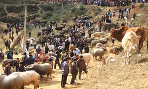Si Ma Cai phát triển chăn nuôi đại gia súc