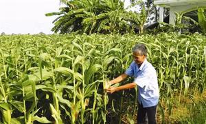 Trồng ngô giống nâng cao thu nhập