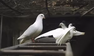 Phương pháp nuôi chim bồ câu
