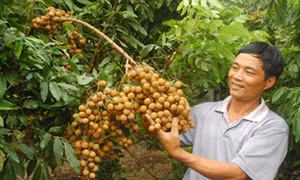 Nhãn lồng Hưng Yên sẵn sàng chờ ngày xuất ngoại