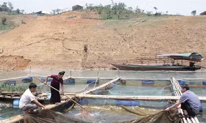 Hiệu quả từ mô hình nuôi cá lồng trên lòng hồ thủy điện Sơn La