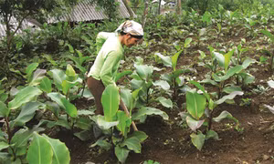 Kỹ thuật trồng và chăm sóc cây dong riềng