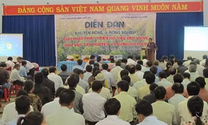 Tìm giải pháp phát triển hồ tiêu bền vững khu vực Đông Nam bộ và Tây Nguyên