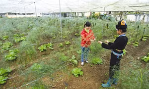 Kỹ thuật trồng cây măng tây