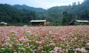 Hà Giang sẽ tổ chức Lễ hội Hoa tam giác mạch