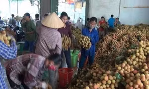 Vải thiều Việt Nam lần đầu tiên có mặt tại thị trường Pháp 