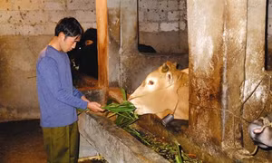 Kinh nghiệm nuôi bò vàng vùng cao