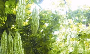 Kỹ thuật trồng cây mướp đắng
