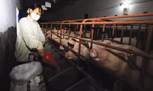Kinh nghiệm chăn nuôi và chăm sóc lợn nái