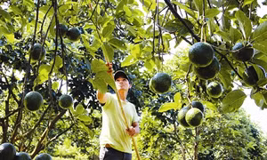 Trồng bơ ở Đắk Lắk cho hiệu quả kinh tế cao