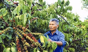 Tỷ phú trên vùng đất khó