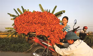 Đất hoa Mê Linh