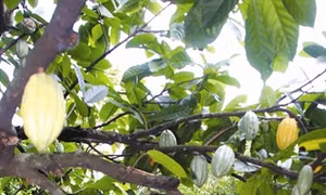 Kỹ thuật trồng cây ca cao