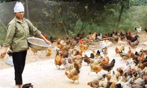 Kỹ thuật nuôi gà thả vườn an toàn sinh học