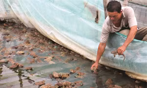 Kỹ thuật nuôi ếch