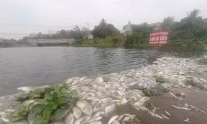Vụ cá chết ở suối Cổ Đam, Thanh Hóa: Nguyên nhân do nguồn nước nhiễm khuẩn