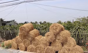 Kịp thời đưa ra giải pháp phù hợp phòng chống hạn, mặn trong mùa khô ở Tiền Giang 