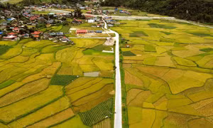 Mùa vàng ở Ngọc Chiến, Sơn La