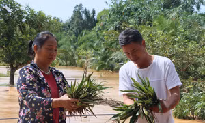 Lũ bất ngờ tràn về, nhiều khu vực ở phường Bình Phước ngập trong biển nước