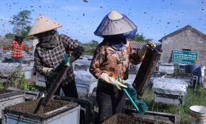 Đưa ong về lấy mật ở Vườn quốc gia Xuân Thủy