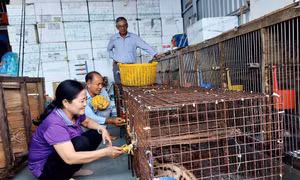 Bà Trần Thị Thu, Bí thư Chi bộ ấp Xéo Lá là cầu nối hỗ trợ gia đình ông Ngô Văn Ban vay vốn thực hiện mô hình nuôi chồn thành công, khôi phục và phát triển kinh tế gia đình. Ảnh:Trúc Linh
