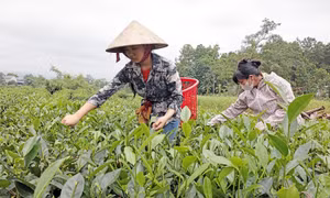 Điểm sáng trong hoạt động tín dụng chính sách tại Thái Nguyên