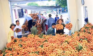 Miễn phí kiểm dịch thực vật quả vải xuất khẩu bằng hàng không 