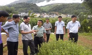 Ban Dân tộc tỉnh Nghệ An khảo sát vùng nguyên liệu Táo mèo tại tỉnh Sơn La