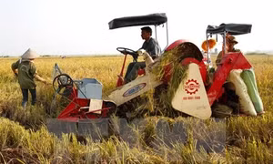 Nông dân huyện Kiến Xương sử dụng máy gặt đập liên hợp vào thu hoạch lúa vụ mùa. Ảnh: Ngọc Hà/TTXVN
