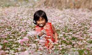 Ngắm hoa tam giác mạch Hà Giang tại Thủ đô