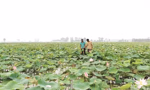 Tân Mỹ nỗ lực giảm nghèo bền vững cho đồng bào Khmer