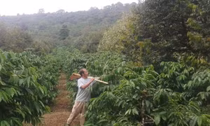 Lợi ích từ mô hình trồng xen canh sầu riêng trong vườn cà phê