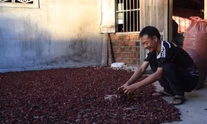 Triển vọng từ cây hồng hoa