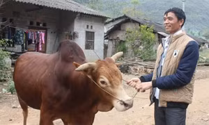 Anh Tâm làm kinh tế giỏi trên vùng đất khó