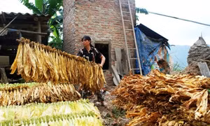 Thông Nông tạo thế chuyển mình