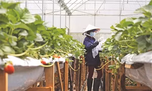Hiệu quả từ mô hình trồng dâu tây ở Lạc Dương